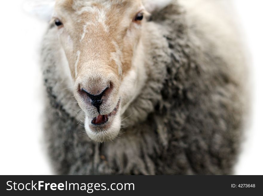A portrait of a sheep with a beautiful smile. A portrait of a sheep with a beautiful smile