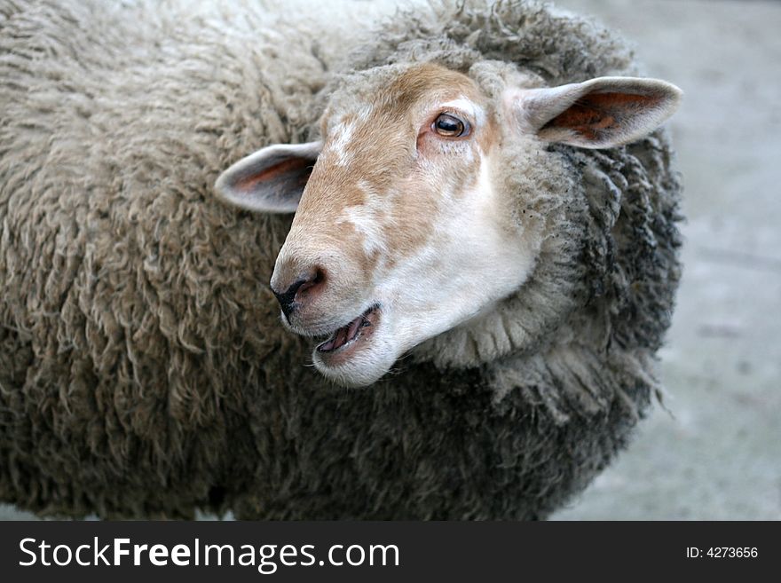 Smiling Sheep