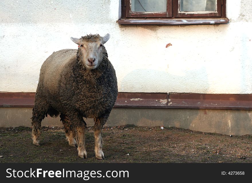 A lamb is standing in the garden. A lamb is standing in the garden