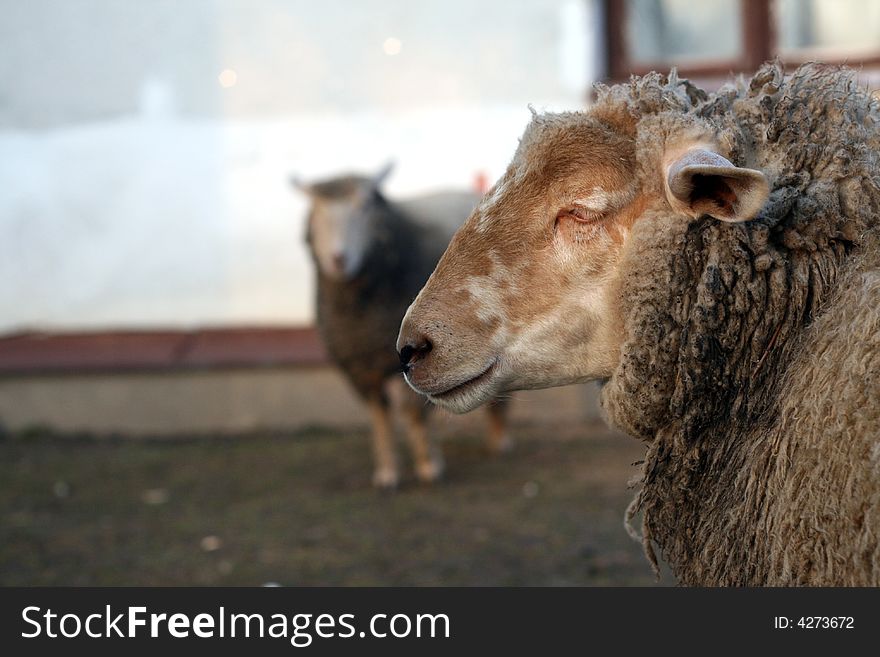 A two lambs is standing in the garden. A two lambs is standing in the garden