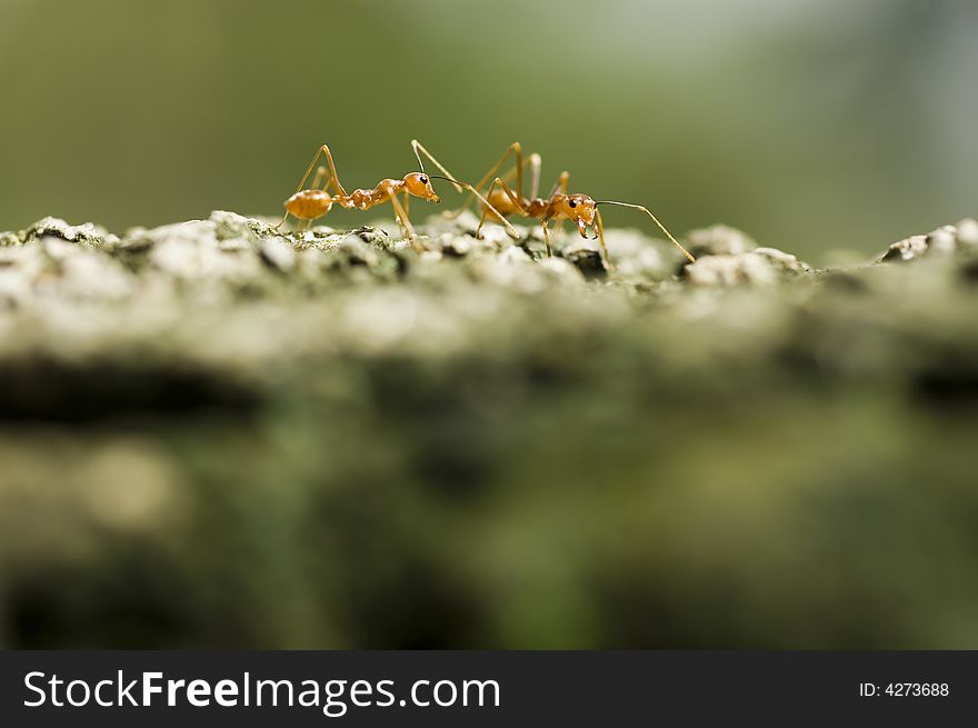 Ant crossing abaca rope in a rural area in the Philippines
