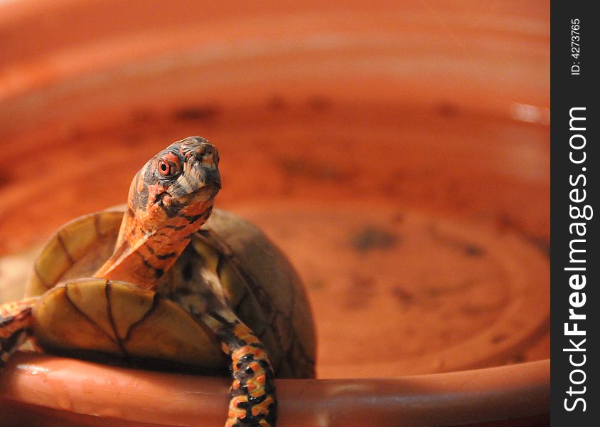 Turtle in a shallow dish of water. Turtle in a shallow dish of water