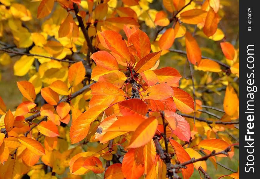 Fall leaves of the tree colours of the fall macro