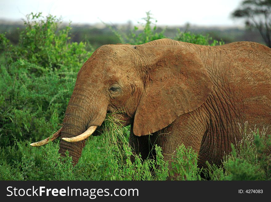 Close Up Of African Elephant