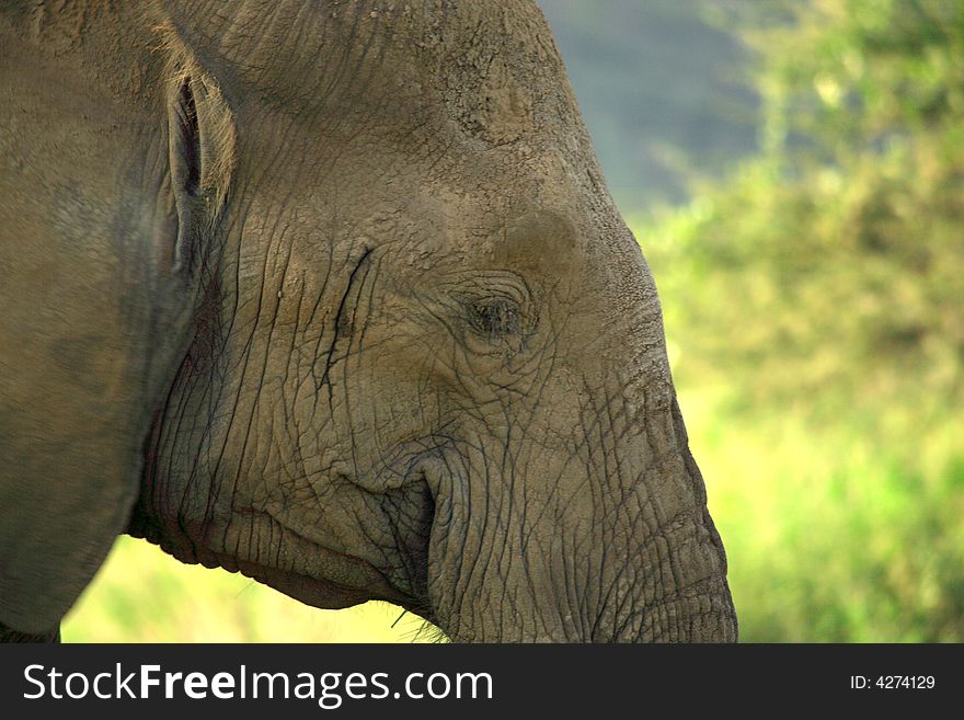 Close up of an elephant