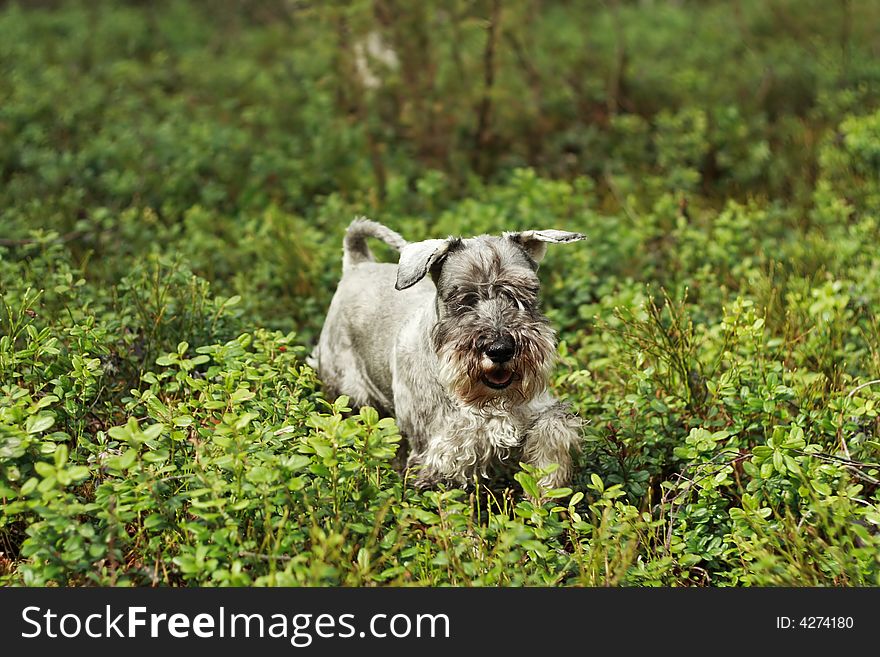 Miniature Schnauzer in tall plants in the forest