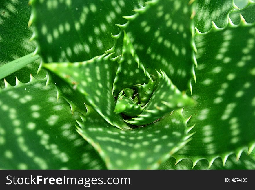 An image of the heart of Aloe Vera plant.