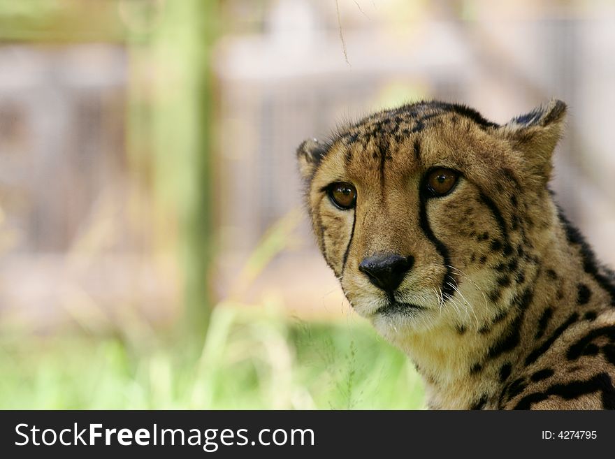 A shot of an African Cheetah in the wild