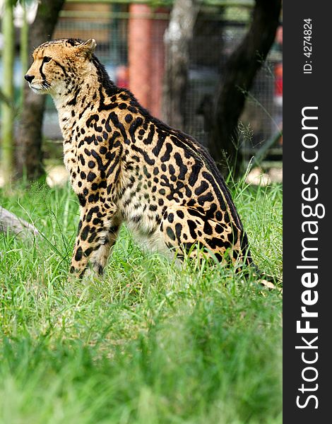 African Cheetah