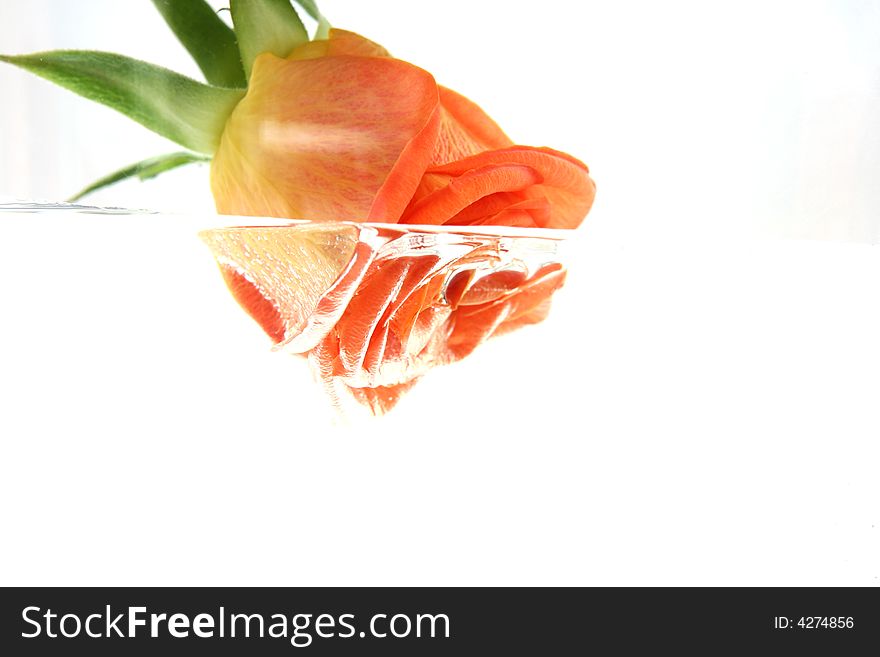 Rose and Water in black Background