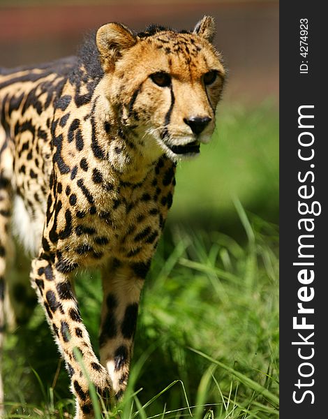 African Cheetah