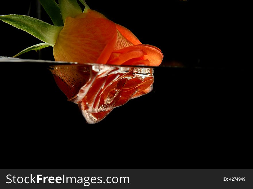 Rose and Water in black Background