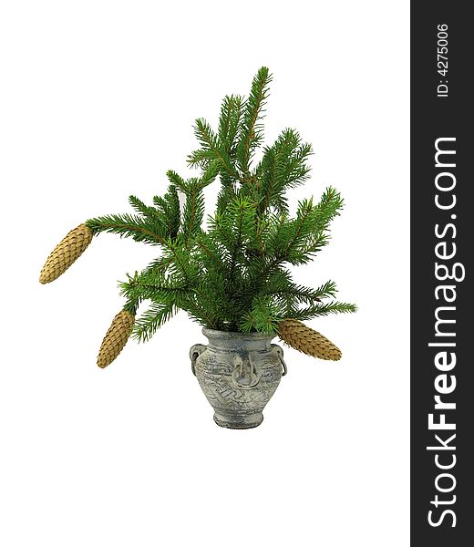 Fir branch with cones in old vase isolated on white. Fir branch with cones in old vase isolated on white