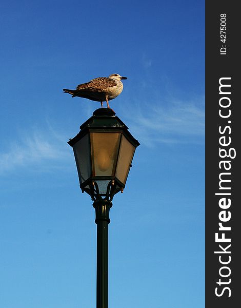 Seagull in a green street lamp in Portugal. Seagull in a green street lamp in Portugal