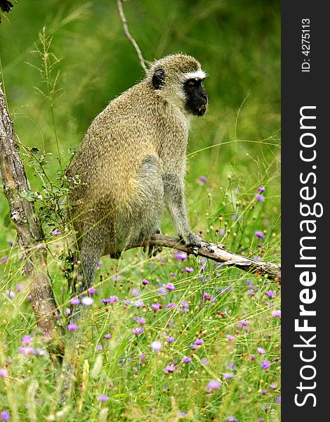 Vervet Monkey