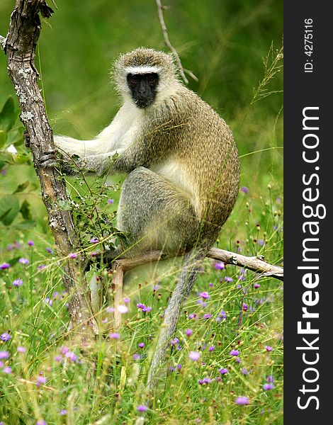 Vervet Monkey