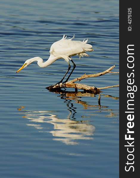 A shot of a Great Egret in the wild