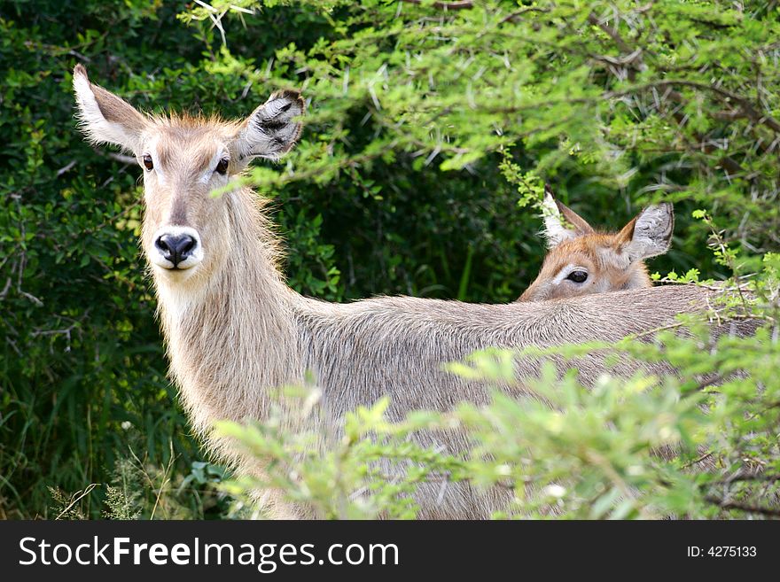 A shot of African Waterbucks in the wild