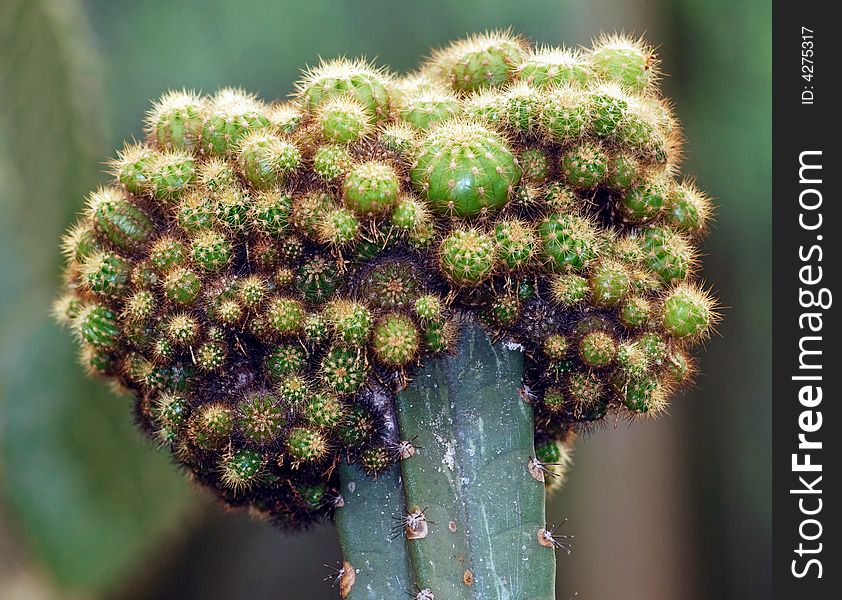 Indonesia, Java: image representing a nice green and barbed cactus. Indonesia, Java: image representing a nice green and barbed cactus