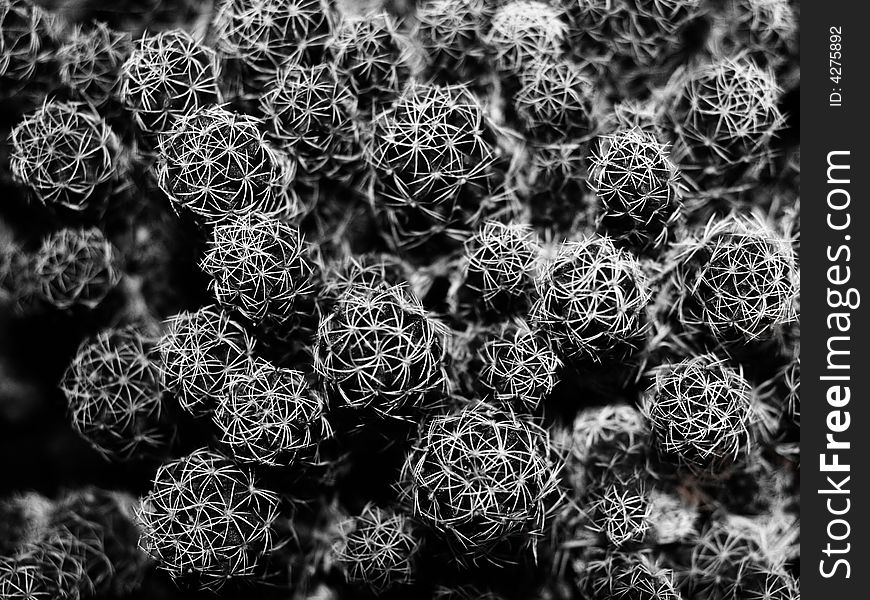 Spikey black and white cactus