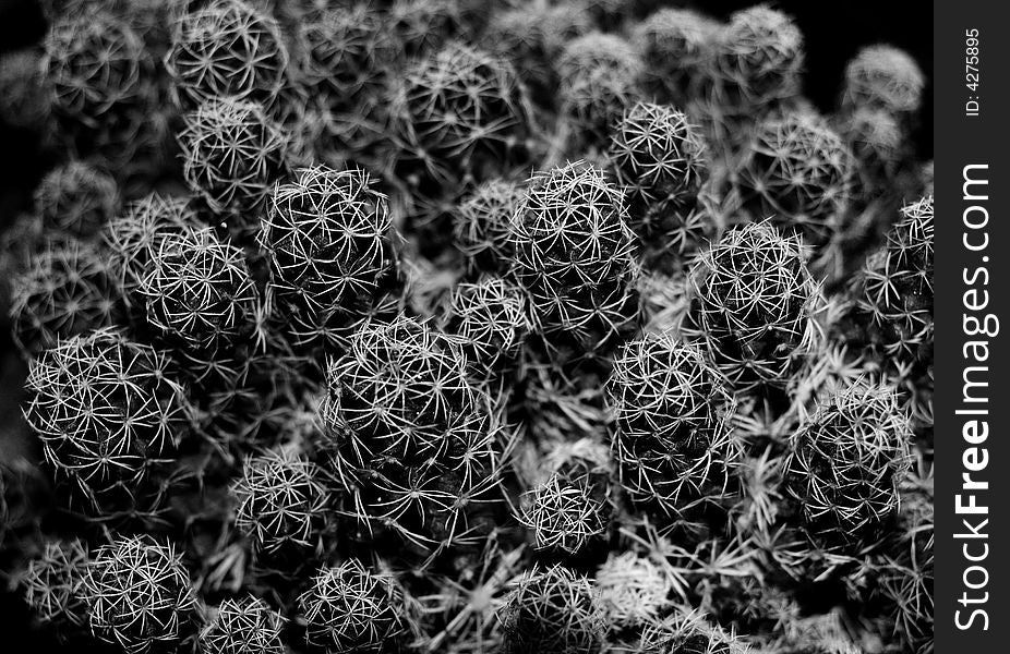 Spikey black and white cactus