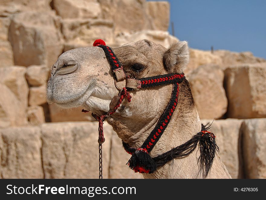 A picture of a camel, taken near the Great pyramid in Giza/Cairo. A picture of a camel, taken near the Great pyramid in Giza/Cairo