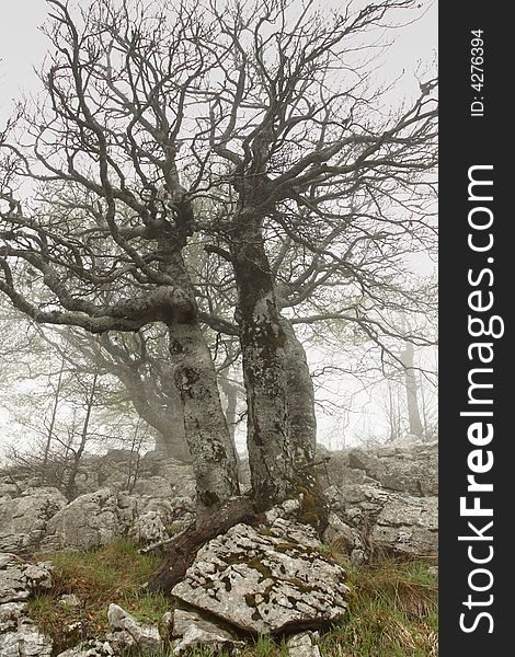 Spring in Armenia - old trees