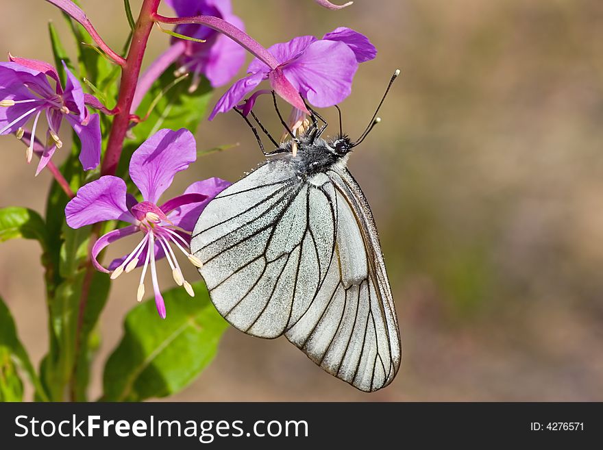 Butterfly On Pink Flower