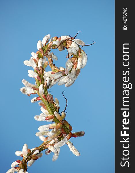 This images shows a willow catkin. This images shows a willow catkin.