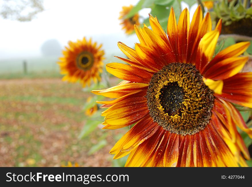 A sunflowers at the field