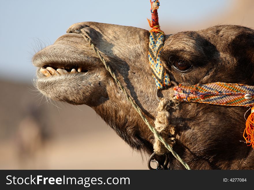 Portrait of smiling camel with four teeth, decorated by colorful strips