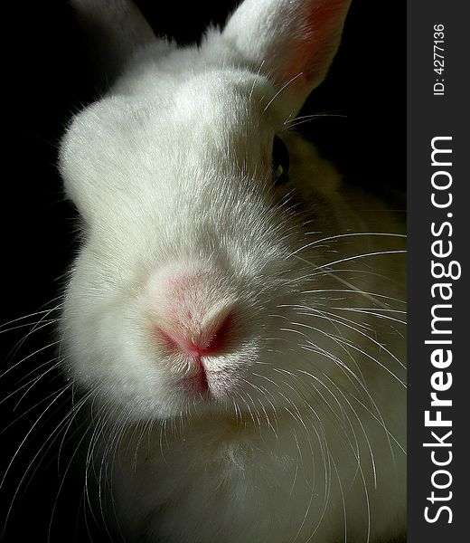 Photo of a young rabbit white man