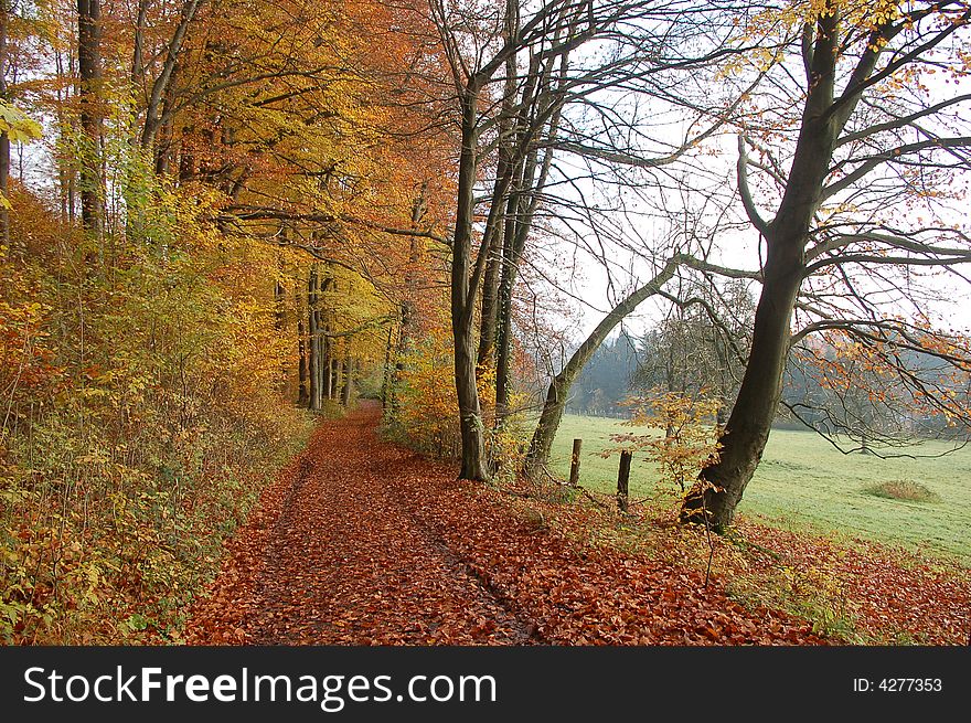 Autumn road in the forest. Autumn road in the forest