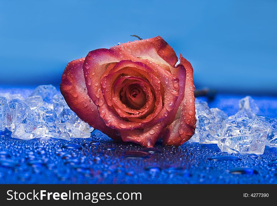 Ice with rose on blue background