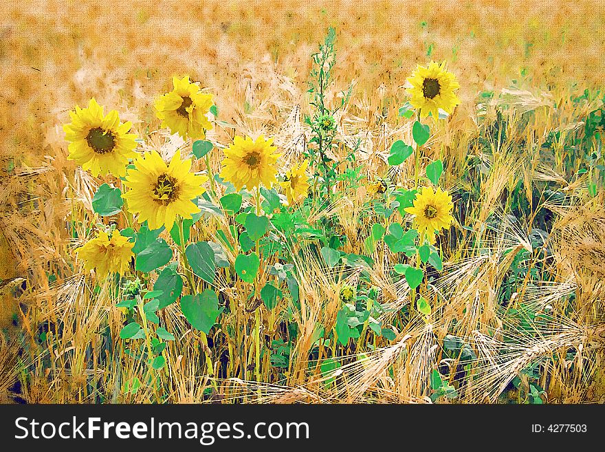 Sunflower  like painted. Farm field.