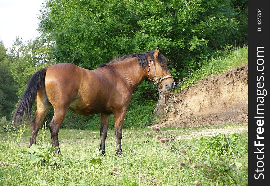 The beautiful horse is grazed on the nature