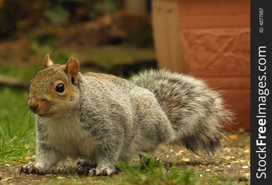 Nervous looking grey squirrel approaches the camera