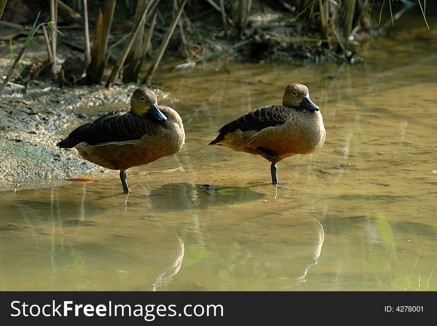 Two birds resting in a pond