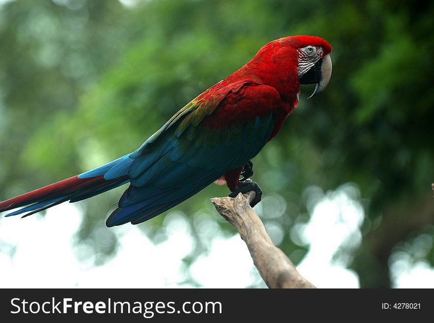 A colourful parrot stay on the branch