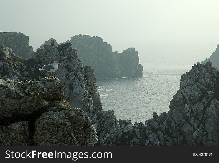 Rocky cape of Brittany in France.. A seagull is standing on the rocks on the foreground. The sea and the fog compose the background. Rocky cape of Brittany in France.. A seagull is standing on the rocks on the foreground. The sea and the fog compose the background.
