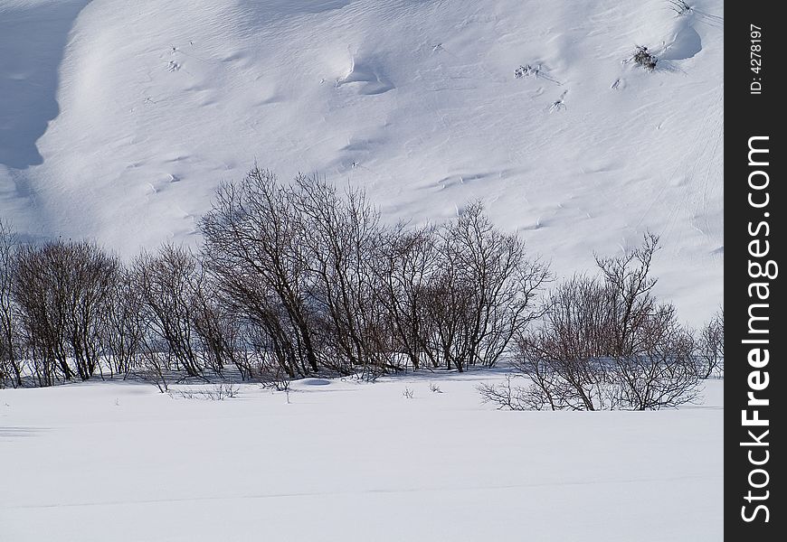 Winter landscape with snow and plants. Winter landscape with snow and plants