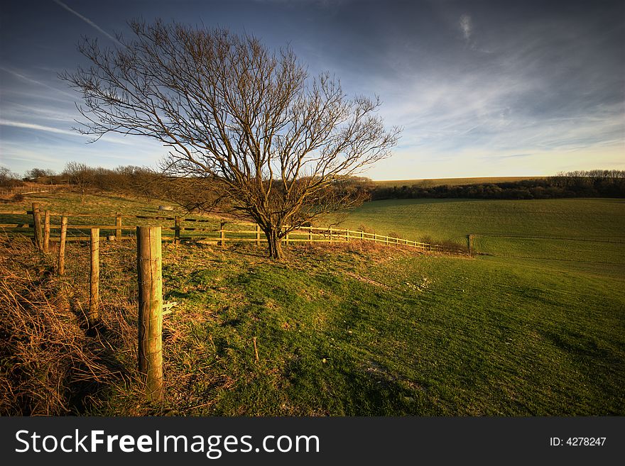 A Tree on the South Downs