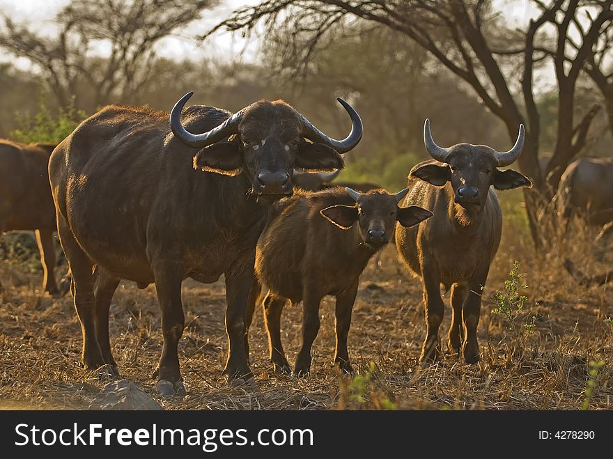 Buffalo group in herds of over 1000 individuals sometimes. Buffalo group in herds of over 1000 individuals sometimes