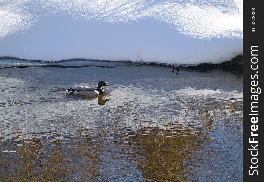 Duck in a cold stream of switzerland snow