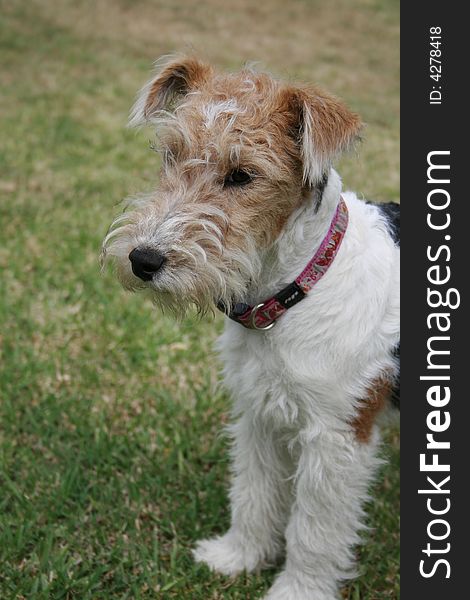 Fox-terrier puppy contemplating her surroundings