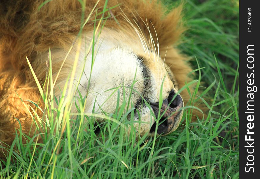 Lion sleeping in the grass Masai Mara Kenya