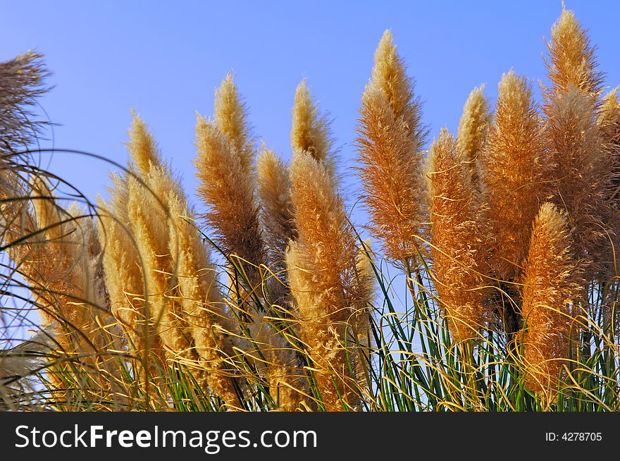 Portugal, area of Algarve, Lagos: blue sky and summer atmosphere for this view with dune plant. Portugal, area of Algarve, Lagos: blue sky and summer atmosphere for this view with dune plant