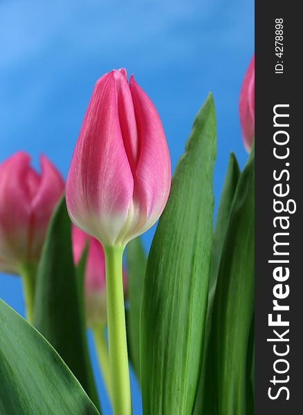 Close up of pink tulips against a blue sky. Close up of pink tulips against a blue sky