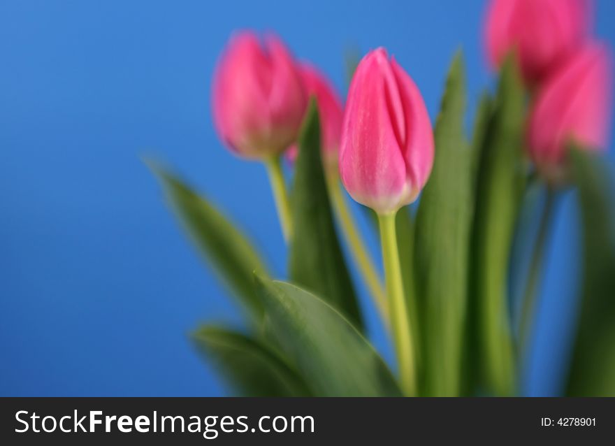 A bunch of pink tulips with special focus effect