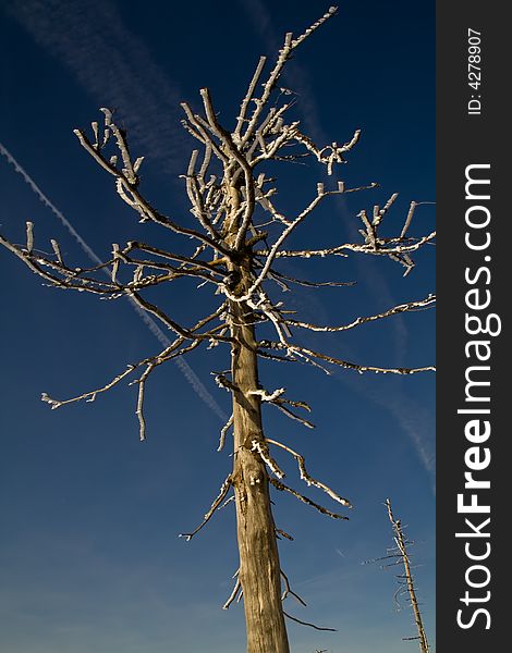 An iced tree branch in winter. An iced tree branch in winter